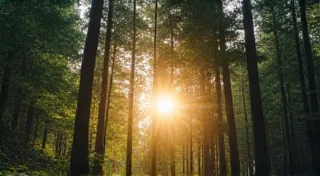 Beneath the Canopy: Herbal Remedies & Forest Ecosystems