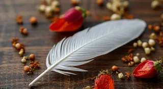 The Language of Flowers & Folklores: Botanical Narratives