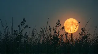 The Lunar Garden: Herb Cycles & the Night Sky