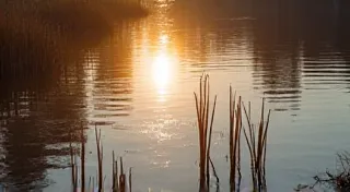 The River's Gift: Aquatic Herbs & Healing Waters