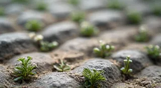 The Stonecutter's Guide: Mineral Interactions & Herbal Potency
