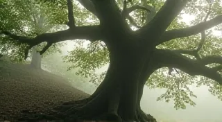 The Whispering Roots: Unearthing Ancestral Botanical Wisdom